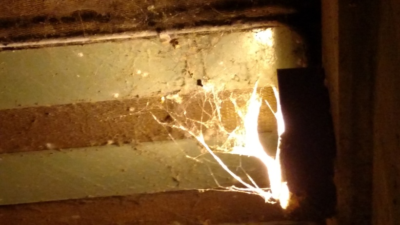 Cob Web in Light